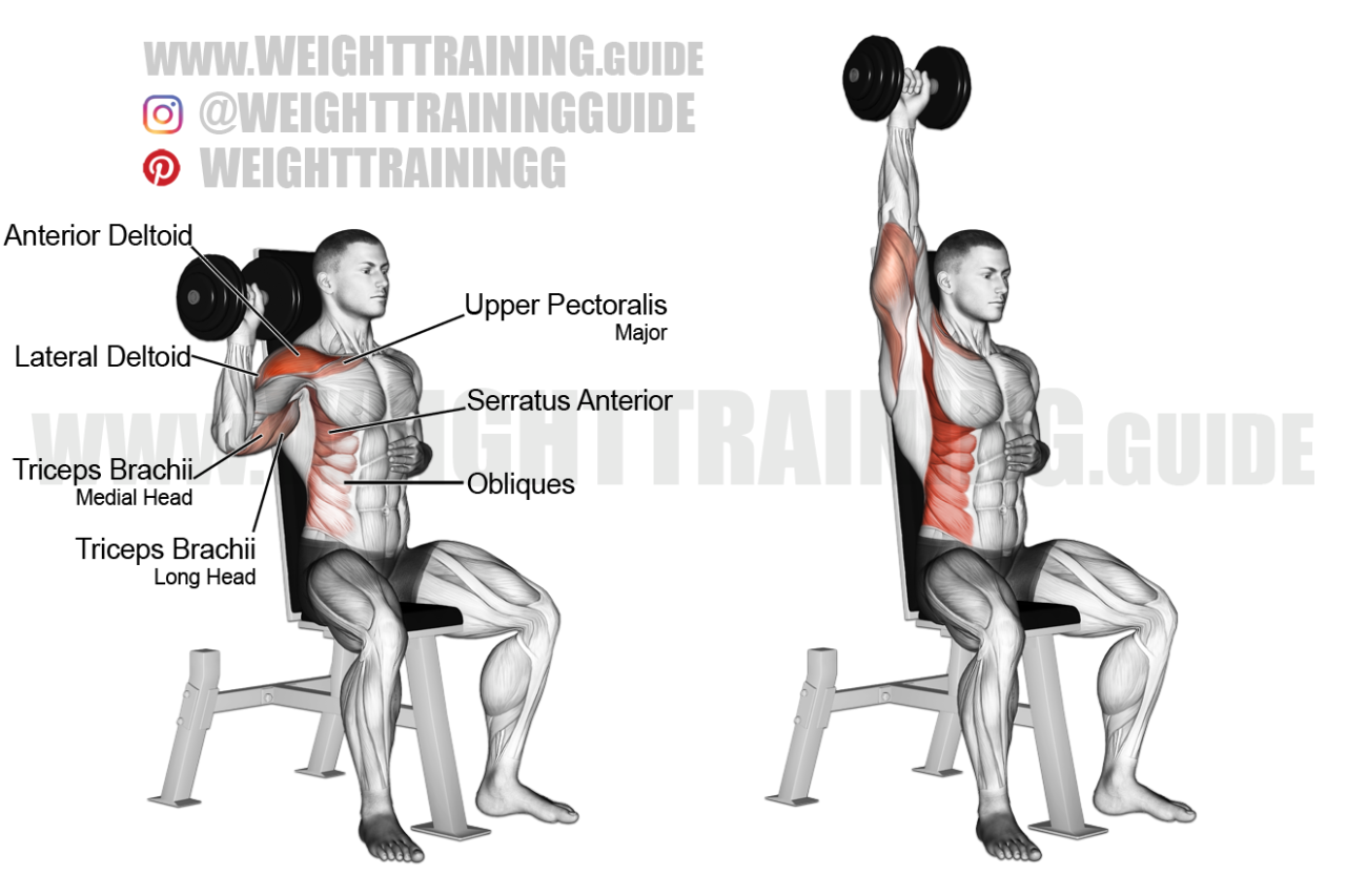 Seated Dumbbell Shoulder Press by Aysel S. - Exercise How-to - Skimble Seated Dumbbell Shoulder Press by Aysel S. - Exercise How-to - Skimble