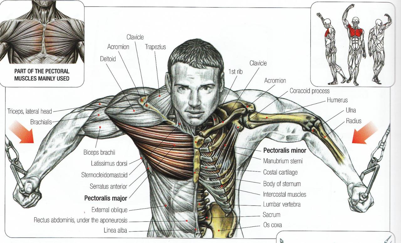 What Is The Best Chest Fly Exercise at Arlene Young blog What Is The Best Chest Fly Exercise at Arlene Young blog