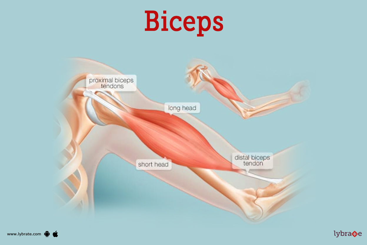 How to do bicep curls